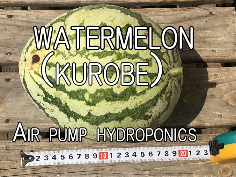  Japanese home garden、　healthiest vegetables、  watermelon、hydroponics、