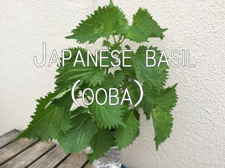   Japanese home garden、　healthiest vegetables、shiso、veggies、 Japanese basil、perilla、Japanese herb、、