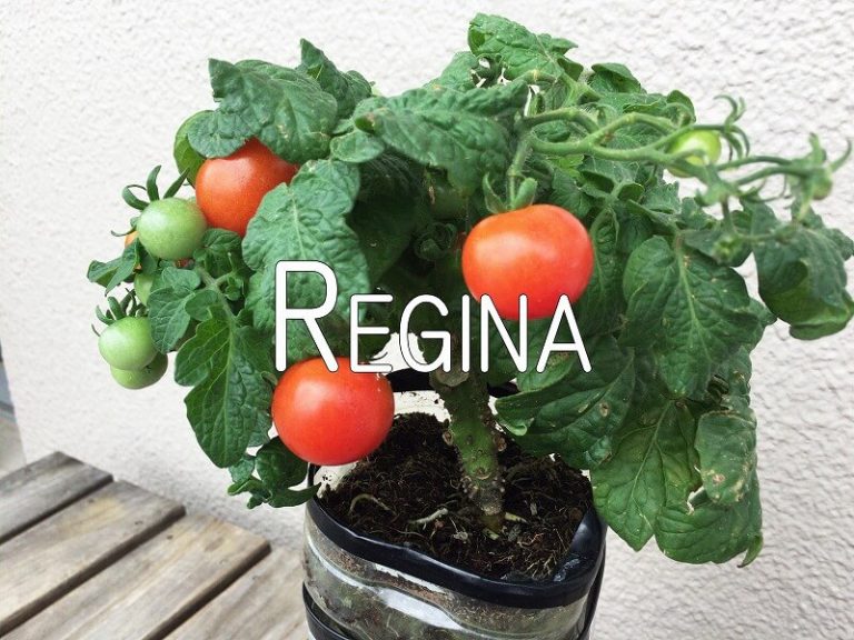 Japanese home garden、　healthiest vegetables、veggies、Cherry tomato、Baby tomato、Salad tomato、Regina、　plum tomatoes、