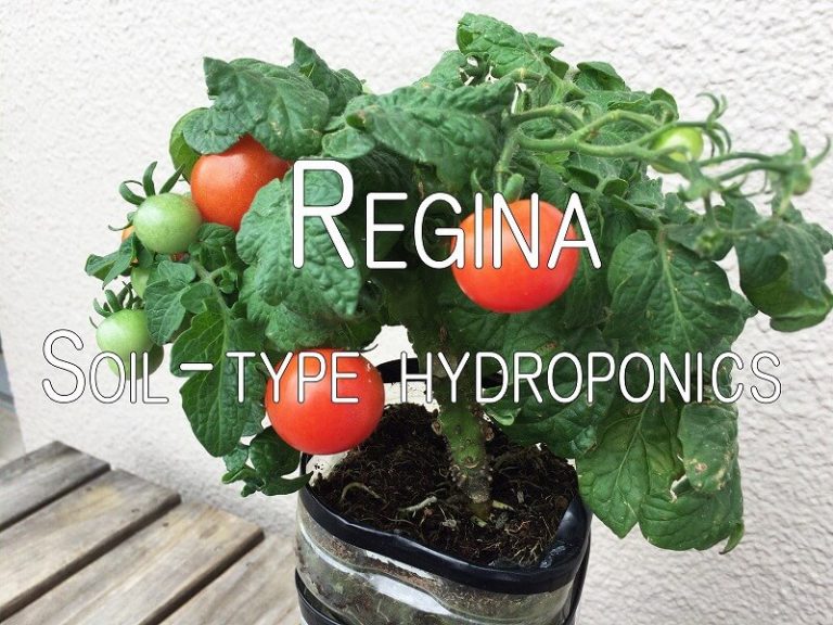    Japanese home garden、　healthiest vegetables、veggies、Cherry tomato、Baby tomato、Salad tomato、plum tomatoes、Regina、hydroponics、