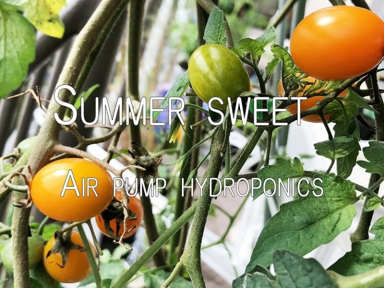   Japanese home garden、　healthiest vegetables、veggies、Cherry tomato、Baby tomato、Salad tomato、plum tomato、 Summer sweet、 