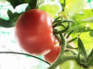 Japanese home garden、　healthiest vegetables、veggies、 Tomato  