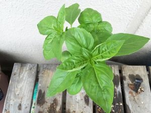  Japanese home garden、　healthiest vegetables、veggies、basil 、