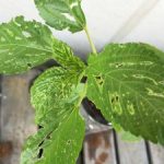 <span class="title">Jew ’s mallow Investigate the phenomenon of numerous holes in leaves</span>