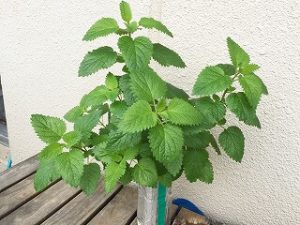   Japanese home garden、　healthiest vegetables、veggies、Lemon balm、