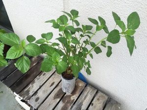  Japanese home garden、　healthiest vegetables、veggies、Japanese parsley 、molokheiya  、Jew's mallow 、Nalta jute