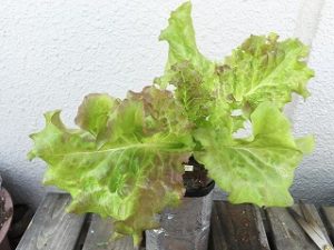 Japanese home garden、　healthiest vegetables、veggies、red leaf lettuce、