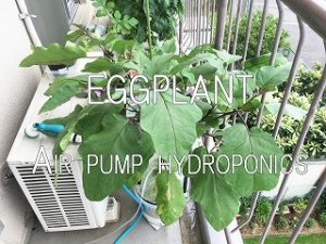 Japanese home garden、　healthiest vegetables、veggies、 Hydroponics、 eggplant、