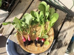   Japanese home garden、　healthiest vegetables、veggies、 Hydroponics、Radish、