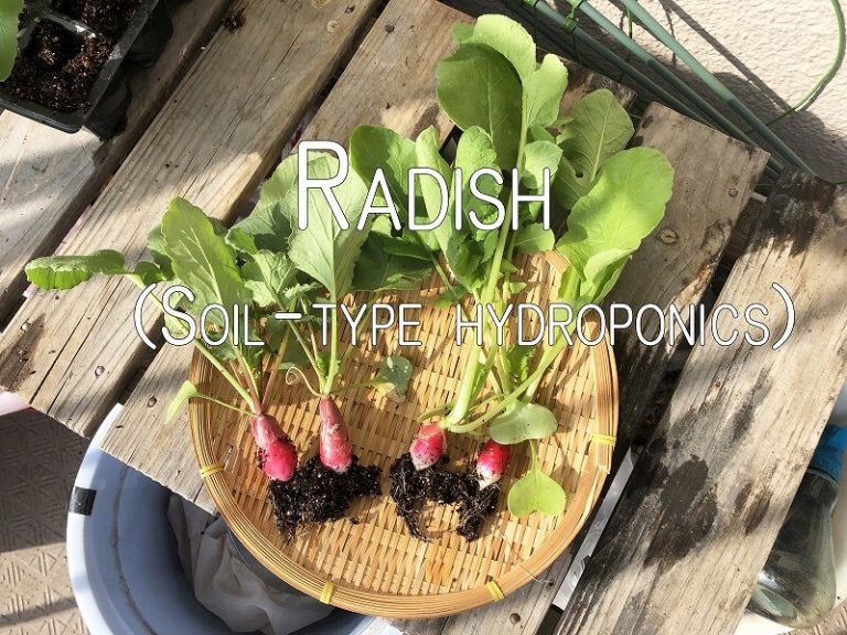   Japanese home garden、　healthiest vegetables、veggies、 Hydroponics、Radish 、