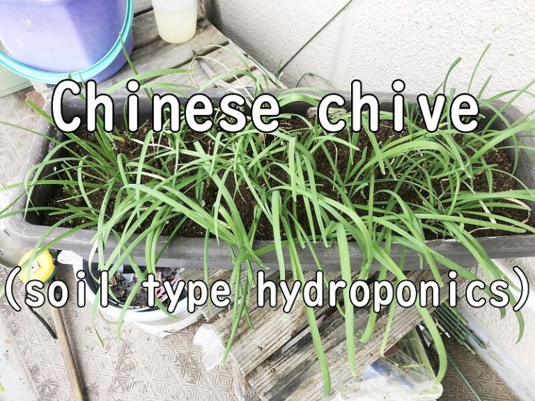  Japanese home garden、　healthiest vegetables、 Chinese chive、Soil type hydroponics、manner of doing