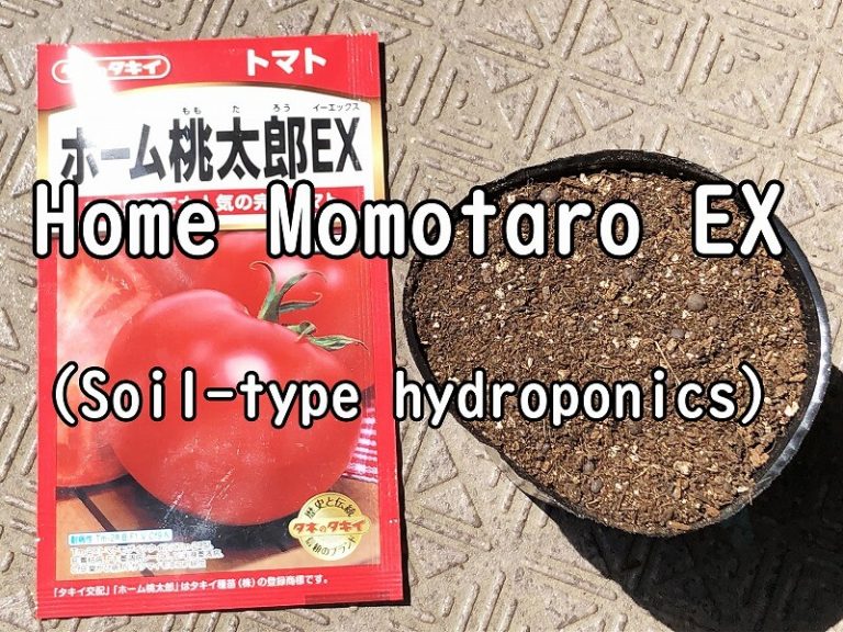  Japanese home garden、　healthiest vegetables、 tomato、Soil type hydroponics、manner of doing、Home momotaro EX、