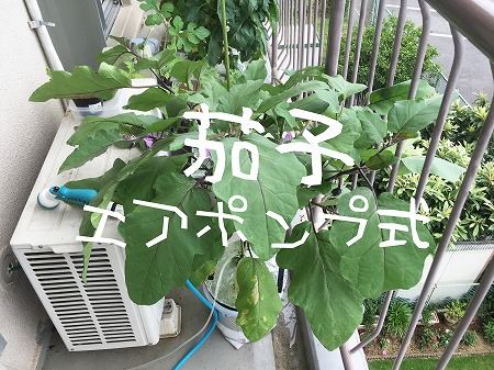 茄子　 eggplant  水耕栽培