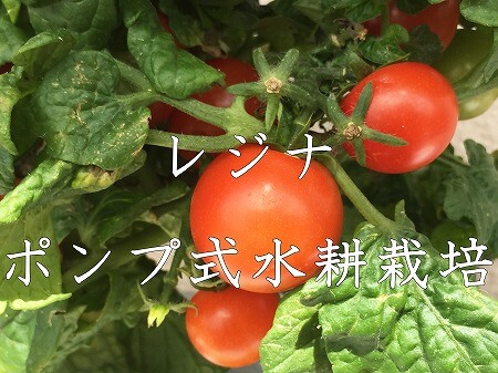 レジナ ミニトマト 栽培方法 家庭菜園 簡単