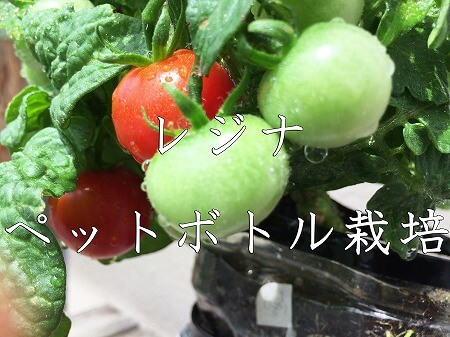 レジナ ミニトマト 栽培方法 家庭菜園 簡単