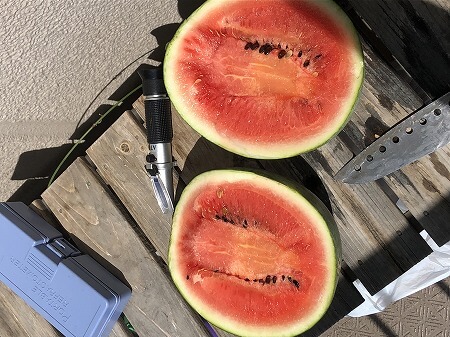 スイカ　 watermelon