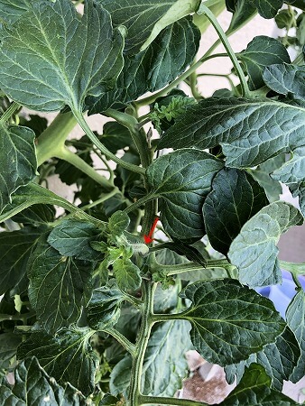 　トスカーナバイオレット　Toscana violet 水耕栽培　ミニトマト　種まき Cherry tomato　　