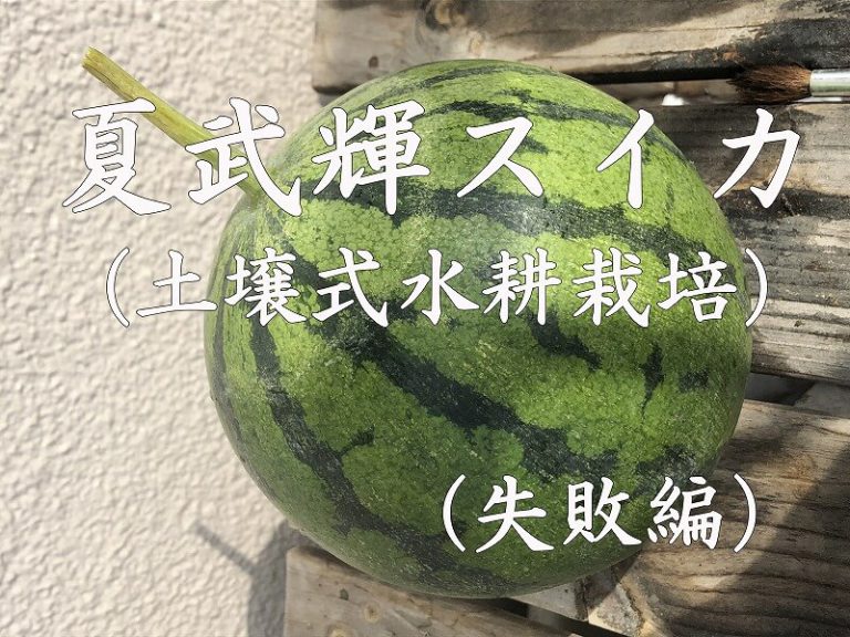 夏武輝、スイカ、西瓜、大玉スイカ、kabuki watermelon ,水耕栽培