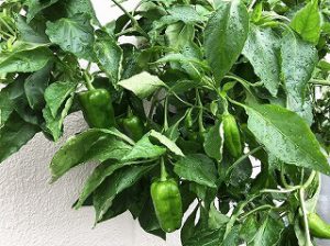 ピーマン　green pepper