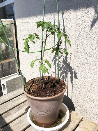 プレミアムルビー　アタリヤ農園 　ミニトマト　種まき Cherry tomato　　