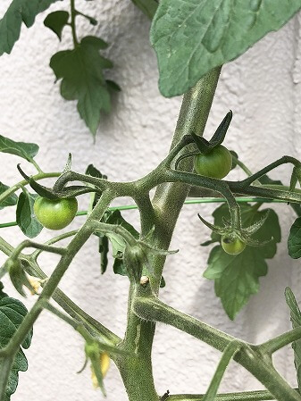 　プレミアムルビー　アタリヤ農園 ミニトマト　種まき Cherry tomato　　