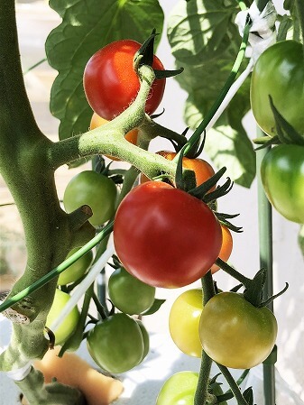 　プレミアムルビー　アタリヤ農園 水耕栽培　ミニトマト　種まき Cherry tomato　　