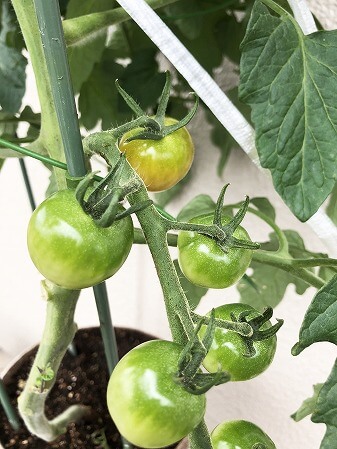 　プレミアムルビー　アタリヤ農園 ミニトマト　種まき Cherry tomato　　
