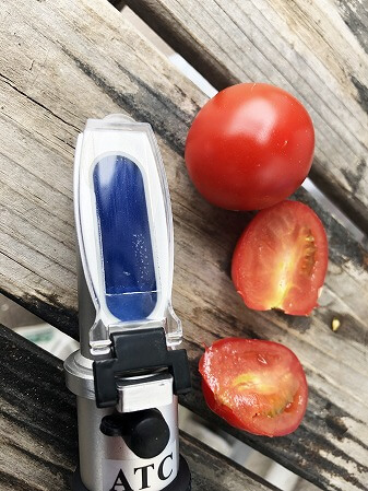 　プレミアムルビー　アタリヤ農園 水耕栽培　ミニトマト　種まき Cherry tomato　　