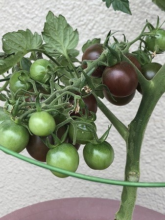 　トスカーナバイオレット　Toscana violet 紫色　ミニトマト　種まき Cherry tomato　　