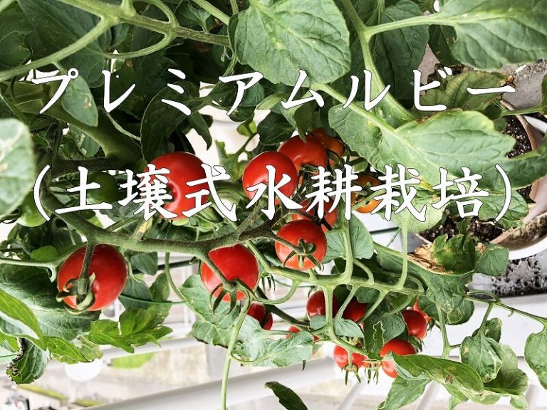 プレミアムルビー　（ミニトマト）　アタリヤ農園　  Cherry tomato