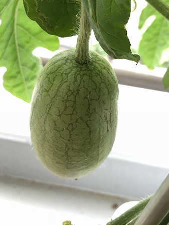 　嘉宝西瓜 小玉スイカ
Japan  watermelon　西瓜