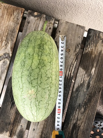 　嘉宝西瓜 小玉スイカ
Japan  watermelon　西瓜