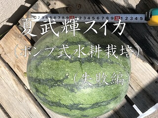 スイカ　夏武輝　水耕栽培　Japan  watermelon