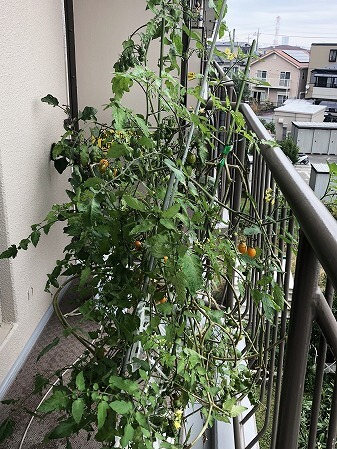 夏あま　ミニトマト　水耕栽培　サントリーの本気野菜　