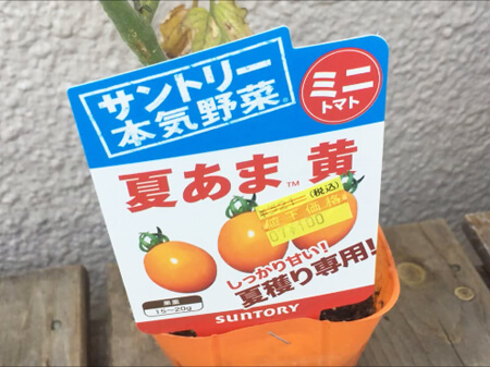 夏あま　ミニトマト　水耕栽培　サントリーの本気野菜　
