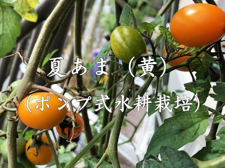 サントリー　本気野菜　夏あま　黄色　ミニトマト　ポンプ式水耕栽培  Cherry tomato