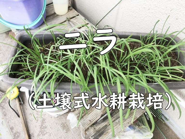 ニラ　、土壌式水耕栽培、Chinese chive、Soil type hydroponics、