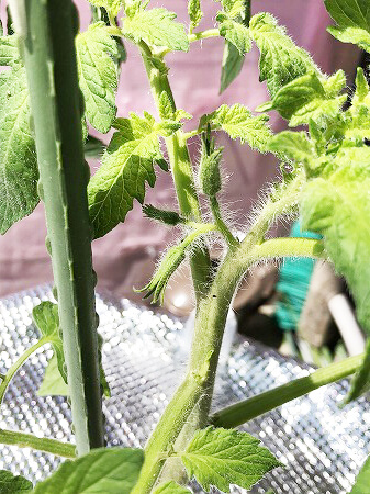 桃太郎EX　桃太郎　トマト　栽培　土壌式水耕栽培　甘いトマト　
育て方　Tomato　