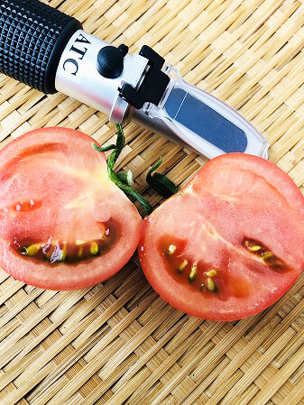 桃太郎EX　桃太郎　トマト　栽培　土壌式水耕栽培　甘いトマト　
育て方　Tomato　