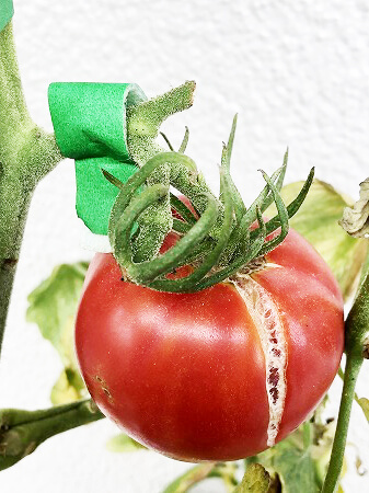 桃太郎EX　桃太郎　トマト　栽培　土壌式水耕栽培　甘いトマト
育て方　Tomato　