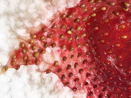 イチゴ　Strawberry　種まき　苺を種から