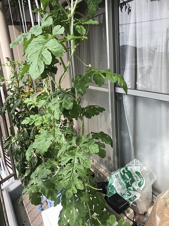 スイカ　羅王　水耕栽培　家庭菜園　ベランダ菜園　　
Japan  watermelon　西瓜　発芽