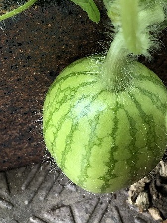 スイカ　羅王　水耕栽培　家庭菜園　ベランダ菜園　　
Japan  watermelon　西瓜　発芽