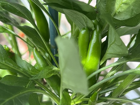 唐辛子　実験　experiment　水耕栽培　家庭菜園　ベランダ菜園　Hydroponics　chili pepper　育て方