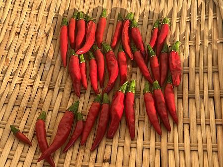 唐辛子　実験　experiment　水耕栽培　家庭菜園　ベランダ菜園　Hydroponics　chili pepper　育て方