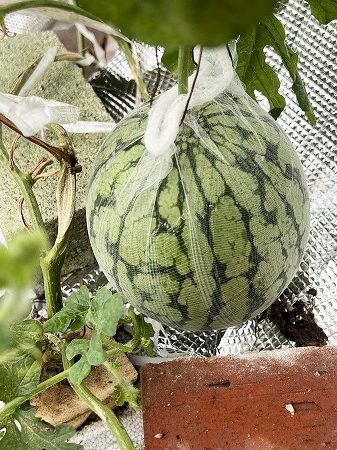 小玉スイカ、夏たまご、水耕栽培、ベランダ栽培、ベランダ菜園、農業実験、small watermelon、 watermelon、収穫量増加、
