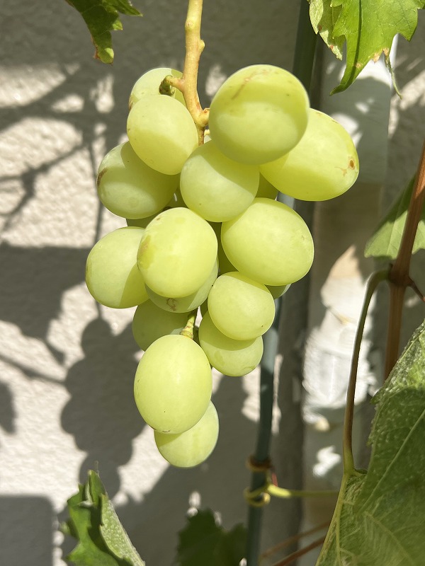 葡萄　、grapes