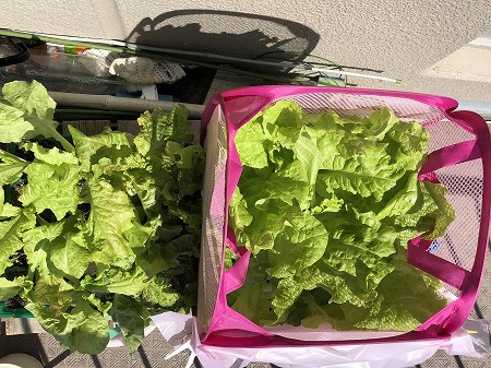 家庭菜園　ベランダ菜園　ベランダ栽培　水耕栽培　サニーレタス　sunny lettuce　Hydroponics　促進実験　experiment　育て方