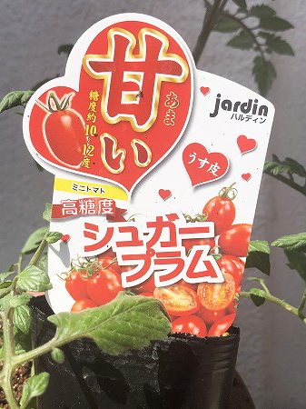  シュガープラム　ハルディン 　ミニトマト　種まき Cherry tomato　一番甘いトマト　一番美味しいトマト　the sweetest tomato　　the most delicious tomato　　
