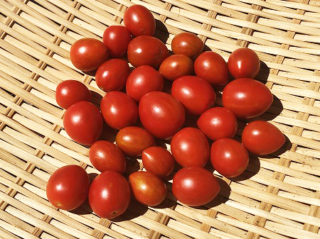  シュガープラム　ハルディン 　ミニトマト　種まき Cherry tomato　一番甘いトマト　一番美味しいトマト　the sweetest tomato　　the most delicious tomato　　
